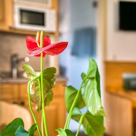 Apartment Weingut Politschek Bad Friedrichshall